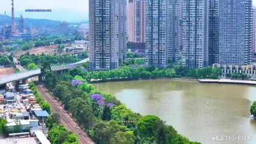 云南安寧市藍(lán)花楹 安寧市航拍 趕緊來看藍(lán)花楹 在云南的中部